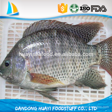 Paquet en vrac tout le prix du tilapia ronde Oreochromis Niloticus